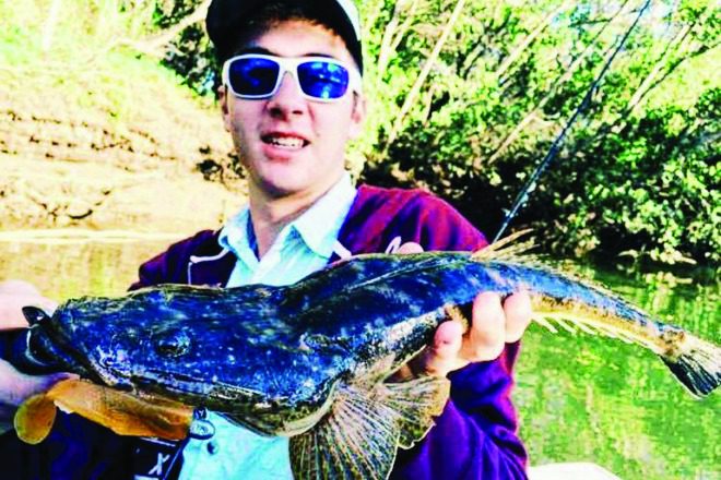 A beautiful flathead caught in the upper reaches of the Pine River.