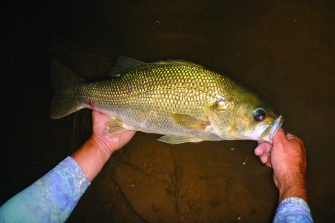 A cracking bass caught by the author during a hot night session.