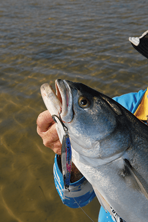 Metal lures have been catching plenty of tailor of late.