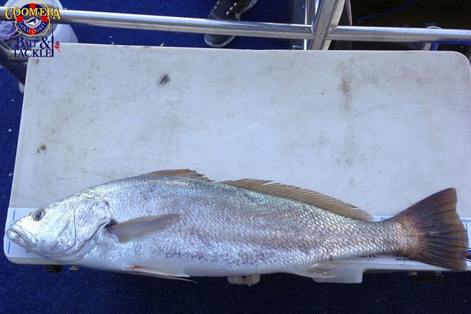 Peter 85cm Jewfish August 2016 2