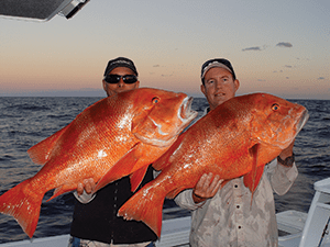 How good is the red fishing on the Fraser Coast!? A solid pair of reds was boated on dusk using a live slimy mackerel and a medium-sized tiger squid for bait.