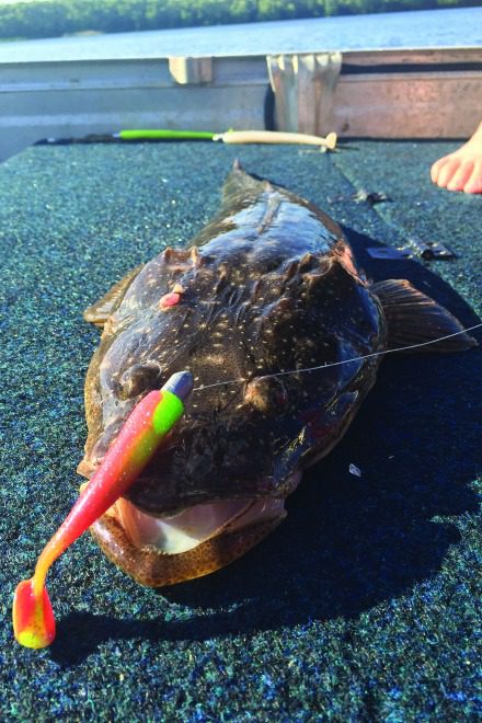 Solid flathead will be smashing plastics during August.