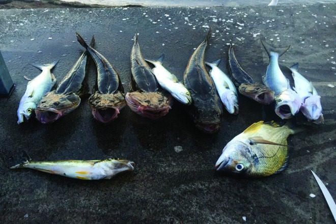 The author and Andrew’s haul after a day on Lake Macquarie. 