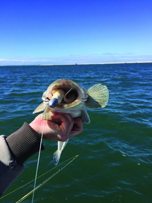 Even average size flathead will eat big plastics.