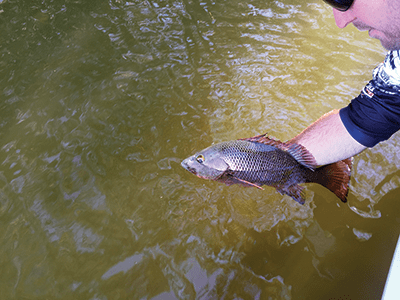 Mangrove jack are too good to catch just once.