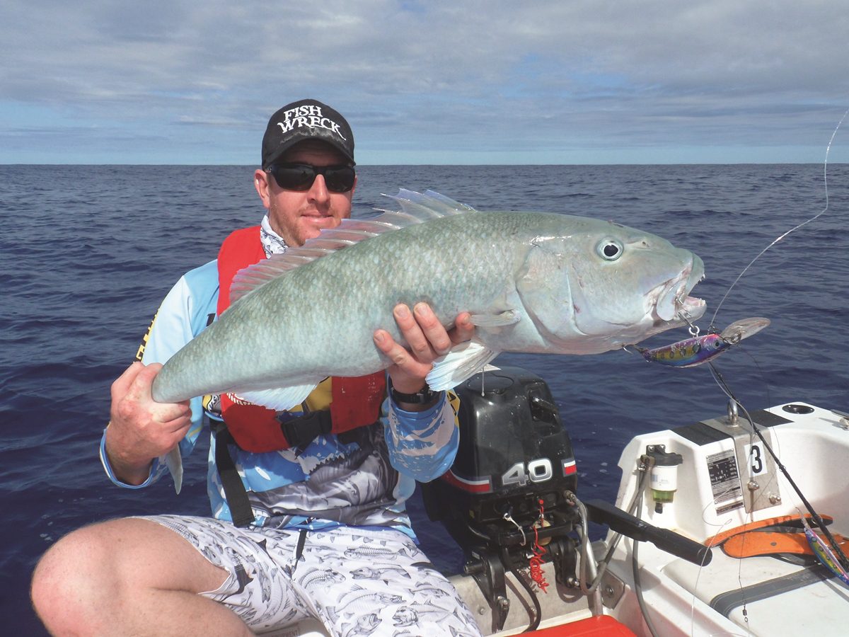 A green jobfish Matt trolled up on a Zerek Pelagic Z. The guys soon lost count of how many of these were landed.