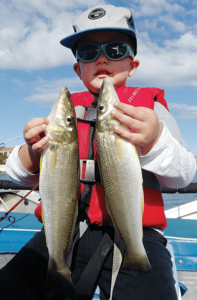 Young Angus with two quality whiting landed on a recent Nerang River trip with his dad.