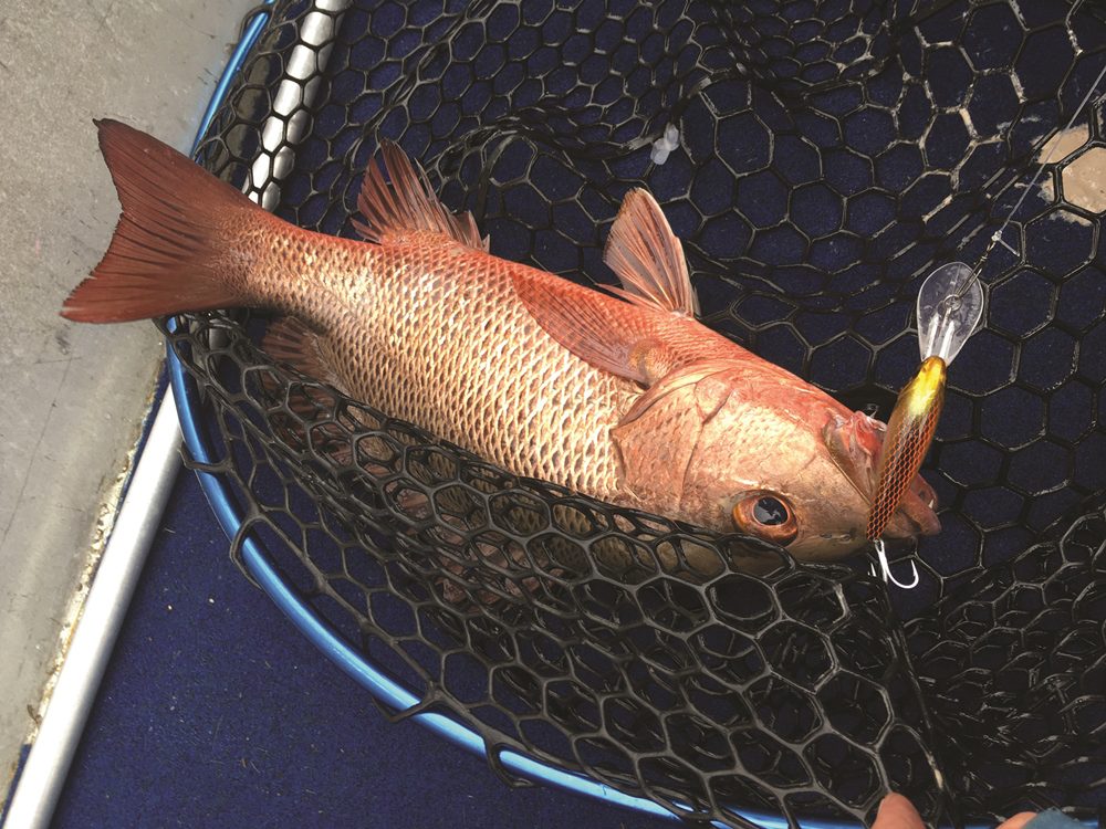 A mangrove jack taken on a new Zerek 69mm Tango Shad.