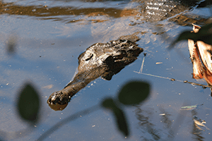 freshwater croc