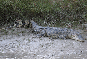 If you are keen to see saltwater crocs in the wild, the downstream boat ramp at Cahills Crossing won’t disappoint.