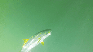 This kingfish was running hard. 