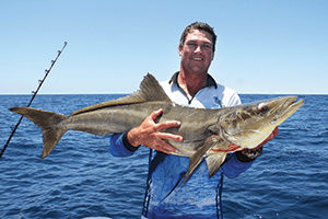 moreton bay cobia