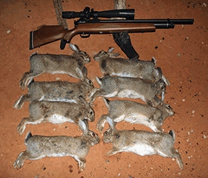 hunting rabbits australia