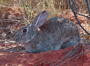 hunting rabbits australia 4