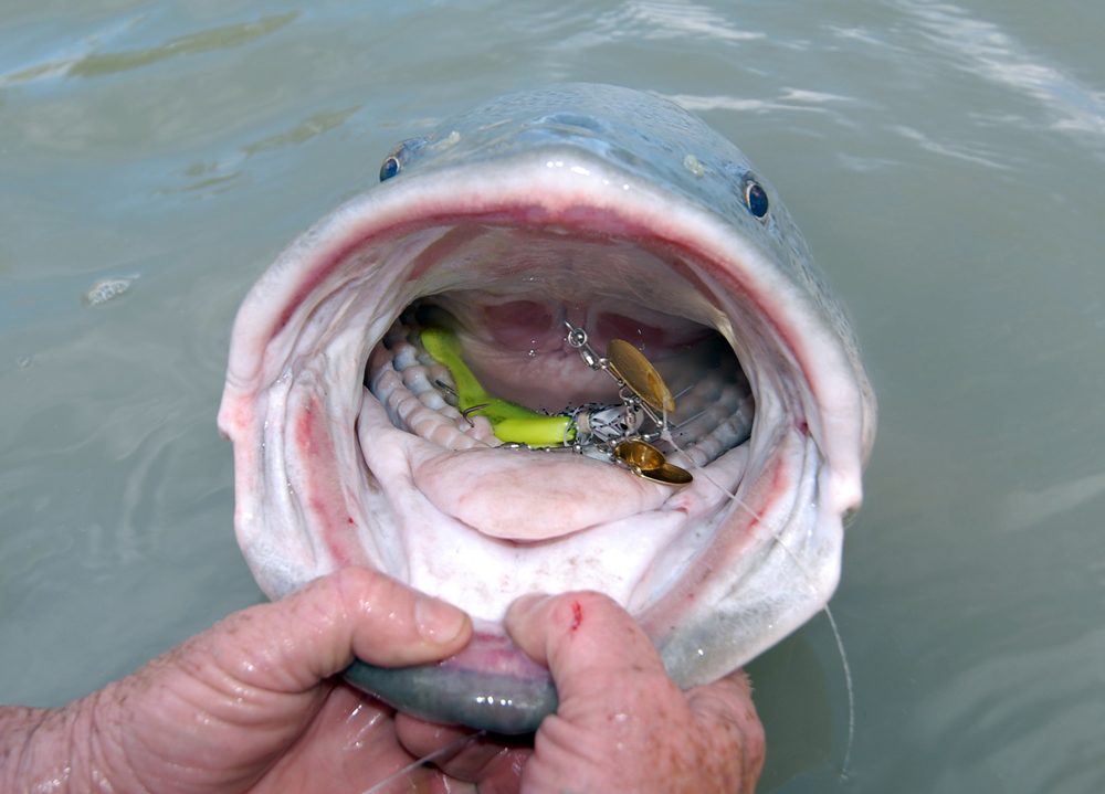 bassman 4x4 spinnerbait