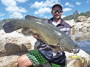 Murray cod