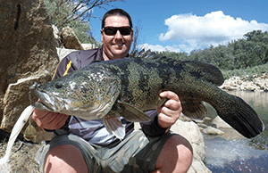 Murray cod