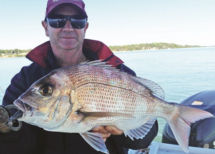 southern moreton bay snapper bay mackerel bait school