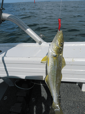 winter whiting