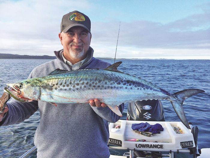 southern moreton bay snapper bay mackerel bait school