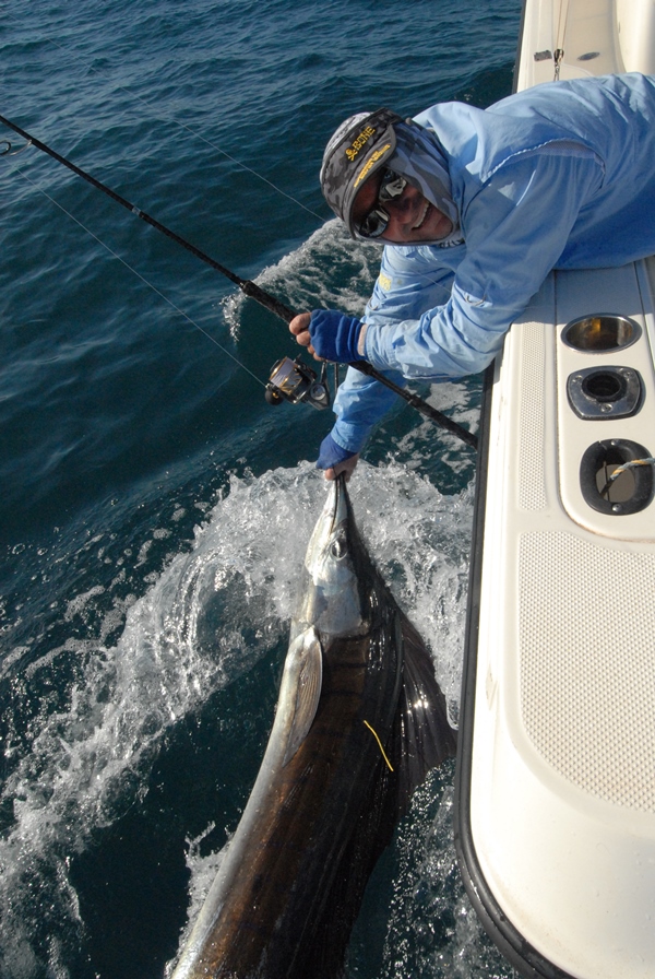 weipa fishing sailfish