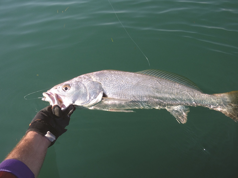 target jewfish moreton bay