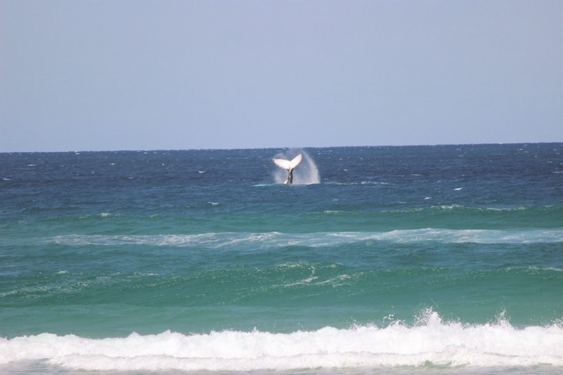 fraser island fishing tailor run