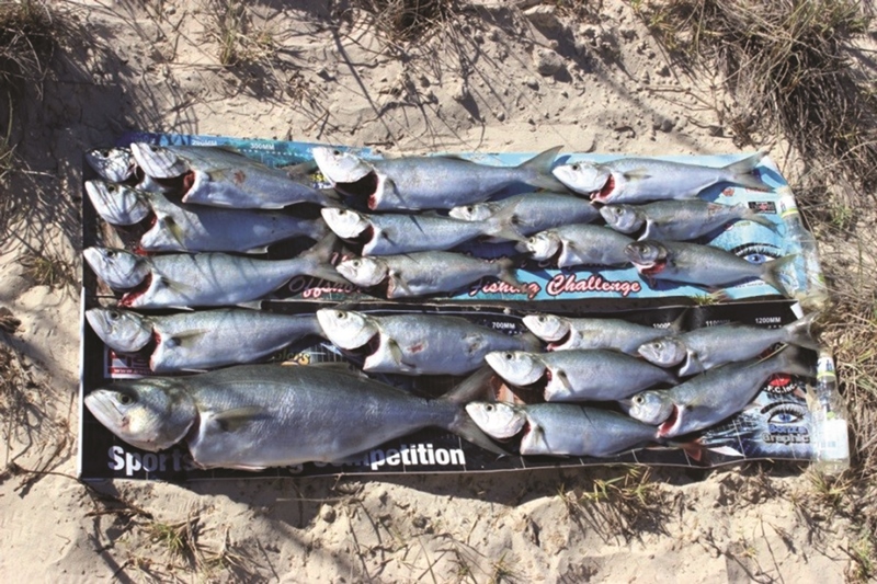 fraser island fishing tailor run