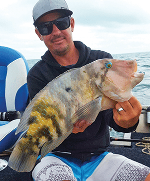 moreton bay tuskfish