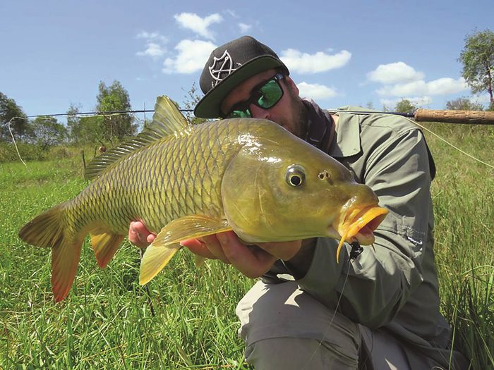 gold coast carp on fly