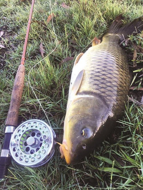 gold coast carp on fly