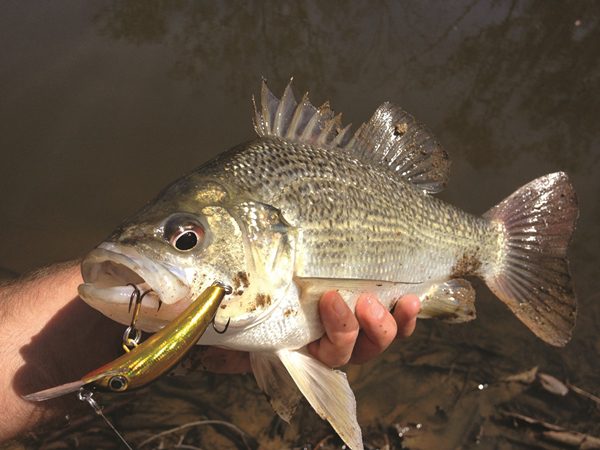 freshwater fishing south burnett bass
