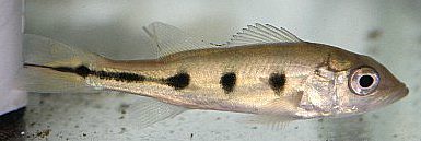 An adult peacock bass. Photo: Department of Agriculture and Fisheries