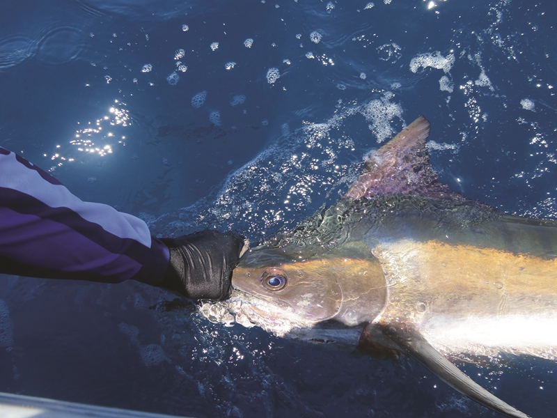 catching black marlin gold coast