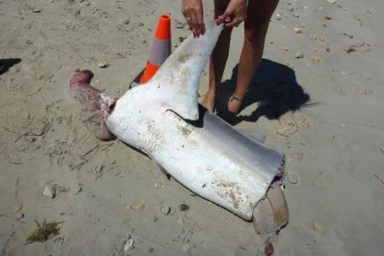 tiger sharks remains mutilated wa