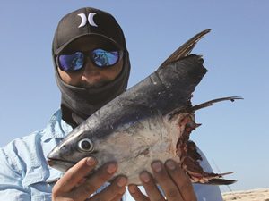 land-based longtail tuna iluka breakwall