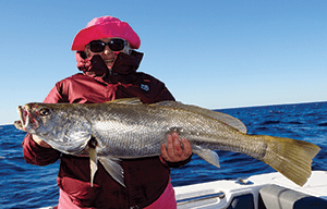 offshore mulloway