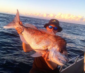 brisbane snapper season