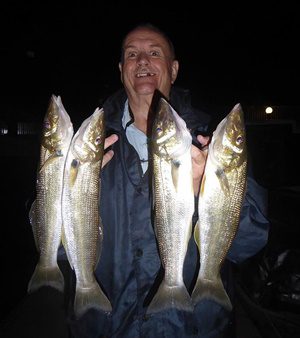 nice feed whiting gold coast