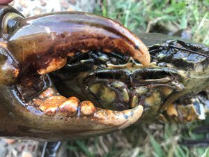 catching crabs christmas