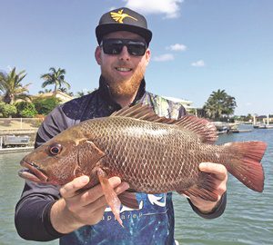 catching mangrove jack brisbane