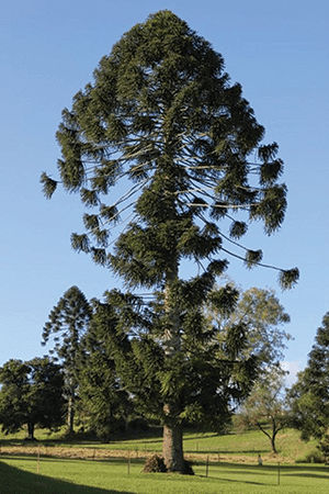 bunya