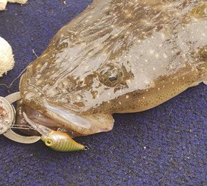 charters in moreton bay successful