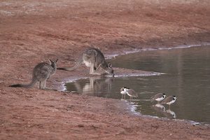 hunting feral pigs