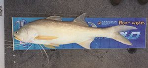 brisbane threadfin salmon