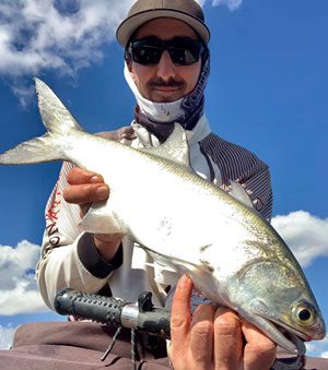 bundaberg burnett river salmon