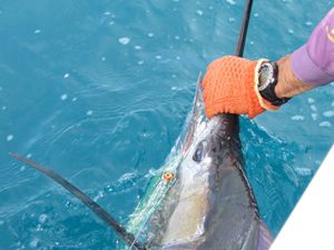 saltwater fly fishing for sailfish