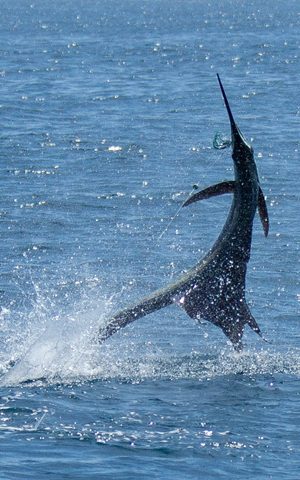 saltwater fly fishing for sailfish