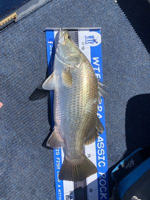 hunting barra in the cool lake monduran