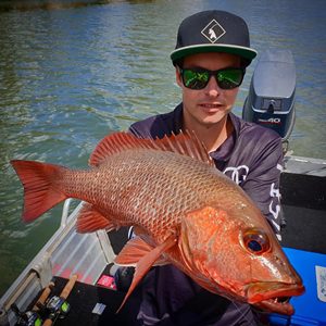 cracking mangrove jack